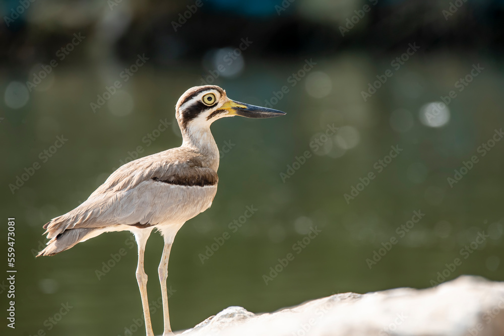 A stone curlew or great thicknee resting on a boulder submerged in kaveri river during a boat ride A stone curlew or great thicknee resting on a boulder submerged in kaveri river during a boat ride