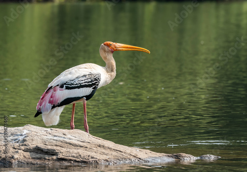 A painted stork drinking water from Kaveri river inside Ranganathittu Bird sanctuary on the outskirts of Mysore during a boat ride photo