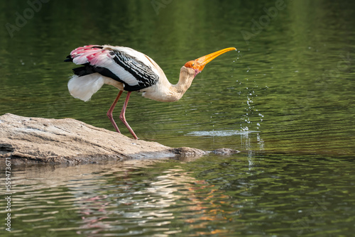 A painted stork drinking water from Kaveri river inside Ranganathittu Bird sanctuary on the outskirts of Mysore during a boat ride photo