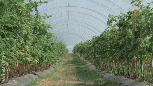 Organic farming of raspberry (Rubus idaeus) in greenhouse