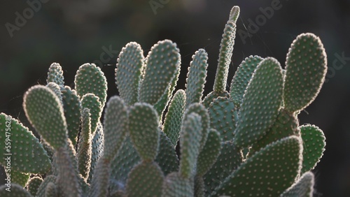 Yellow bunny ears cactus (Opuntia microdasys) bush and sunset