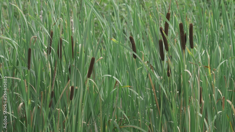 Fototapeta premium Bulrush (Typha) on lake shore