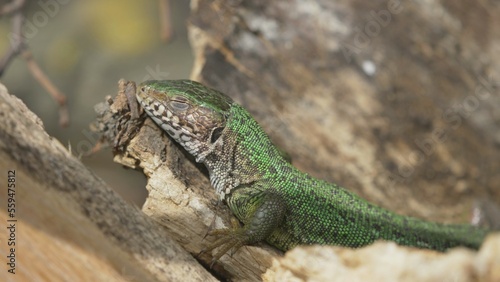 Green lizard (Lacerta viridis) female basking then run away
