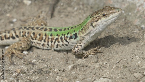 Gorgeous male of italian wall lizard  Podarcis siculus campestris 