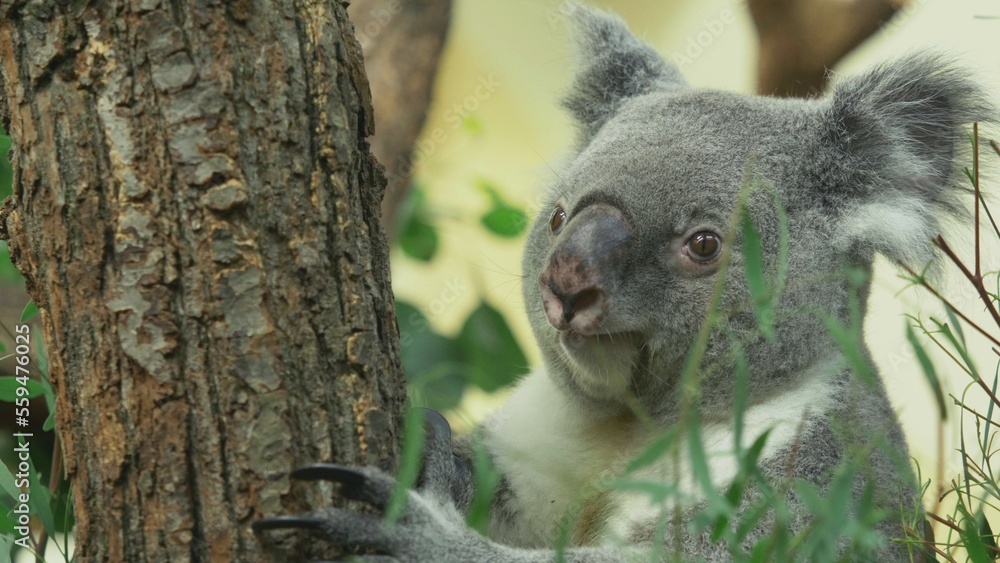 Obraz premium Portrait of cute koala (Phascolarctos cinereus) in an eucalyptus tree