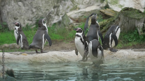 Banded penguins (Spheniscus) standing on water bank