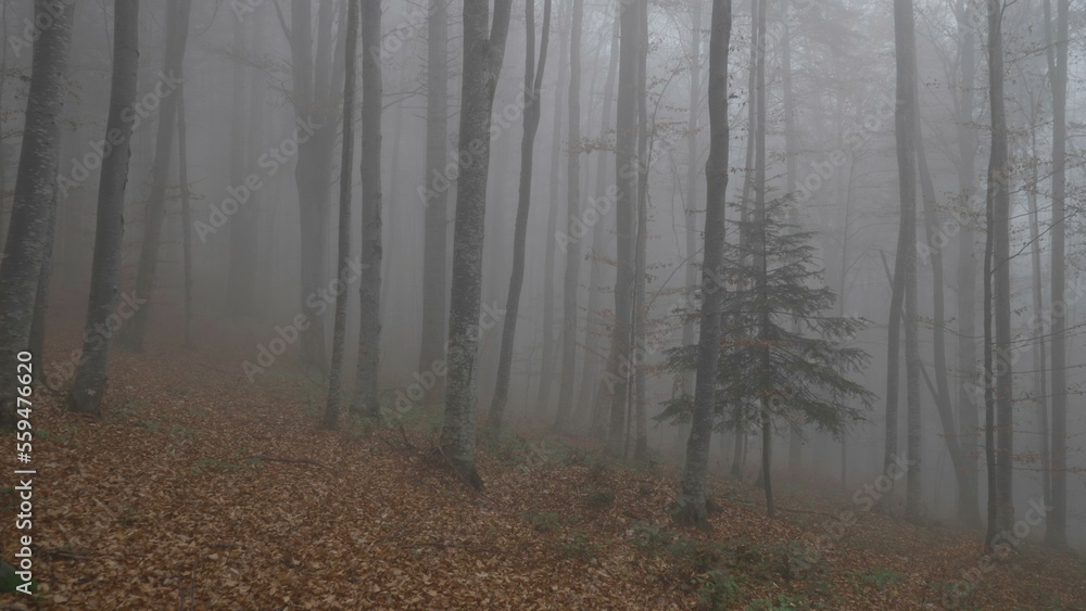 Walking in the misty woods in fall season Walking in the misty woods in fall season