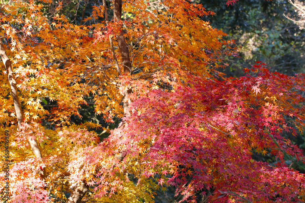 一面、鮮やかな黄金色に色づいた晩秋の紅葉情景。