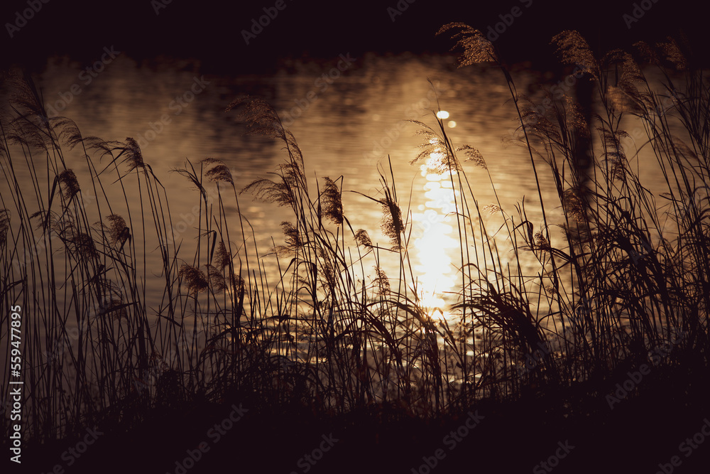 夕暮れの河原とススキの穂