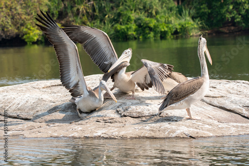 A group of pelicans feeding on fishes in the Cauvery river inside Ranganathittu Bird Sanctuary during a boat ride photo