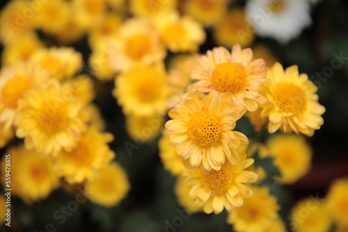 a Chrysanthemum flower guldaudi flower at hk