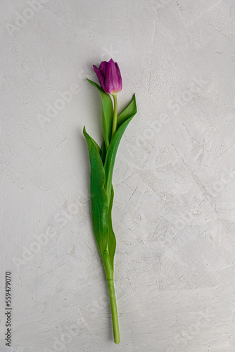 Tulip on a gray concrete background.