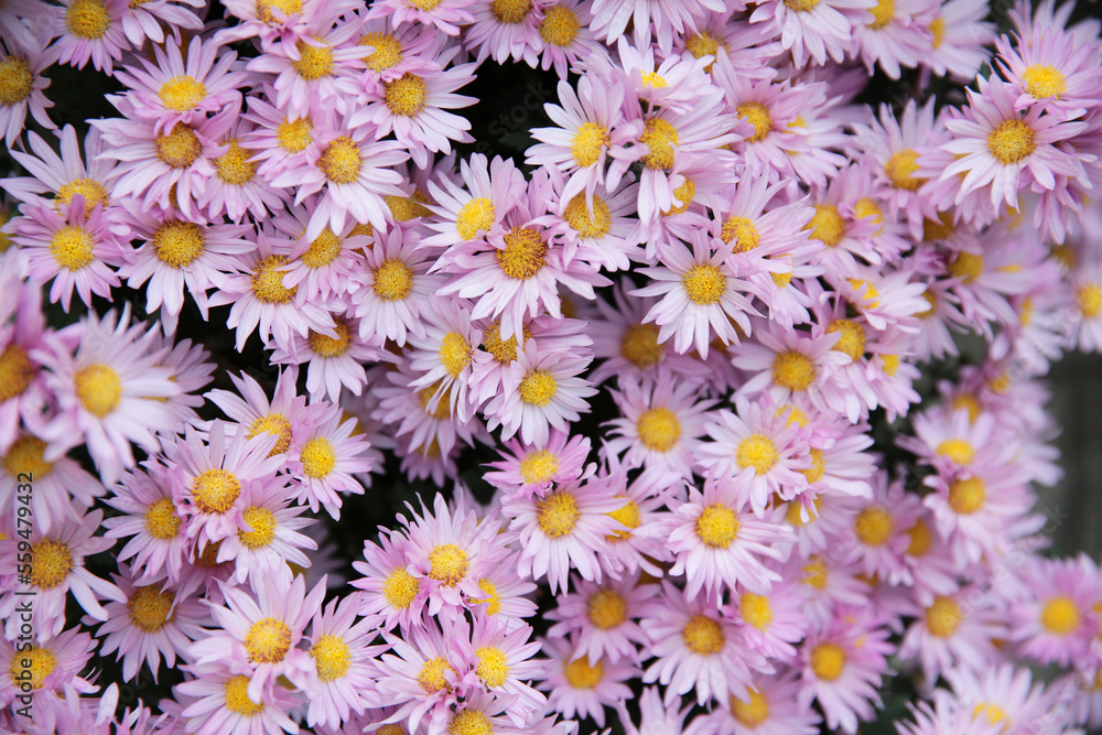 a Pink chrysanthemums with on a blurry background close-up. a Pink chrysanthemums with on a blurry background close-up.