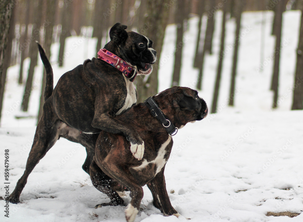Two brindle boxer dogs are playing outside at Baltic sea beach in snow Two brindle boxer dogs are playing outside at Baltic sea beach in snow