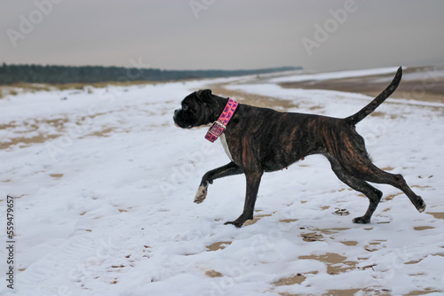 Brindle boxer dog is running outside with a toy at Baltic Sea beach in winter 