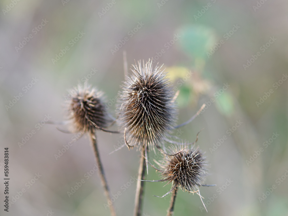 Dry thistle flower on the meadow. Dipsacus fullonum with a beautiful bokeh on a background.