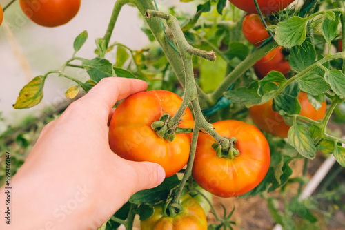Gardening and agriculture concept. Woman farm worker hand picking fresh ripe organic tomatoes. Greenhouse produce. Vegetable food production. Tomato growing in greenhouse