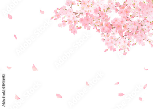 かわいい薄いピンク色の桜の花と花びら春の水彩白バックフレーム背景素材イラスト photo