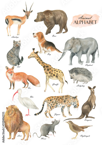 Fototapeta Naklejka Na Ścianę i Meble -  Animal alphabet set1