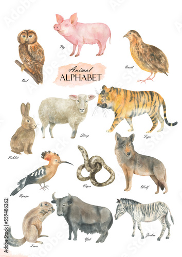 Fototapeta Naklejka Na Ścianę i Meble -  Animal alphabet set2