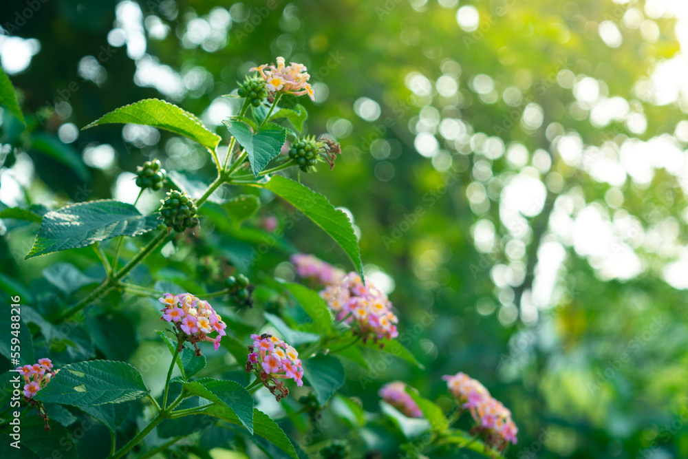 Lantana camara commonly known as west indian lantana Lantana camara commonly known as west indian lantana