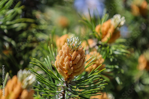 Blossom of Pinus mugo. Male pollen producing strobili. New shoots in spring of dwarf mountain pine. Conifer cone. Yellow cluster pollen-bearing male cones or microstrobile of Creeping pine. Soft focus