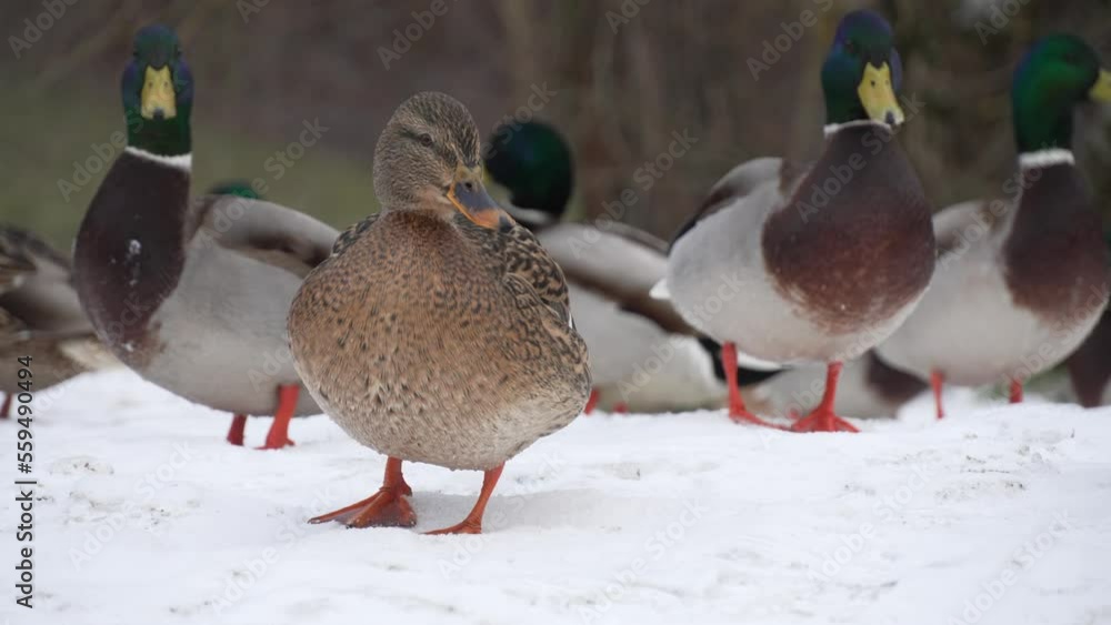 Flock of ducks walking in snow in park on winter day, outdoors. Group of freshwater birds Flock of ducks walking in snow in park on winter day, outdoors. Group of freshwater birds