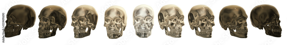 head, human skeleton head, human skeleton
