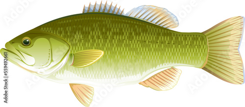 Big realistic freshwater fish largemouth bass, quality illustration, isolated