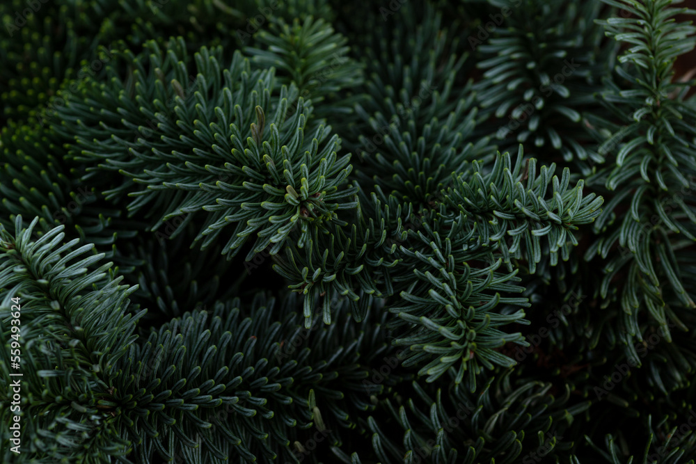 Macro branches of nobilis. Green floral background.