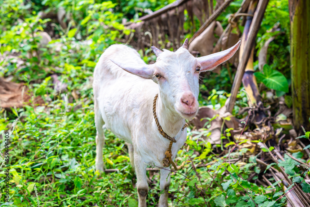 Domesticated goats as farm animals for meat consumption