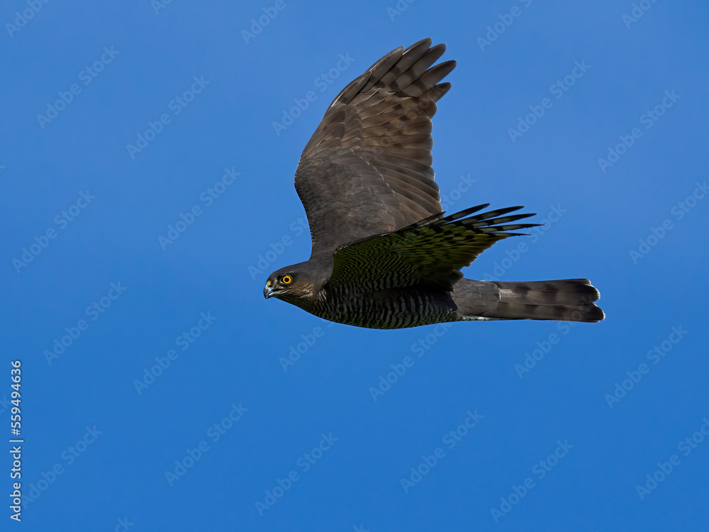 Fototapeta premium Eurasian sparrowhawk (Accipiter nisus)