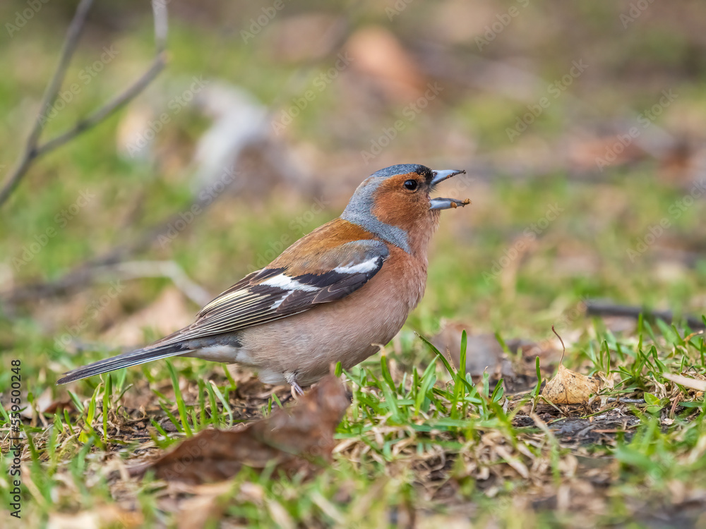 Common chaffinch, Fringilla coelebs, sits on a green lawn in spring. Common chaffinch in wildlife. Common chaffinch, Fringilla coelebs, sits on a green lawn in spring. Common chaffinch in wildlife.