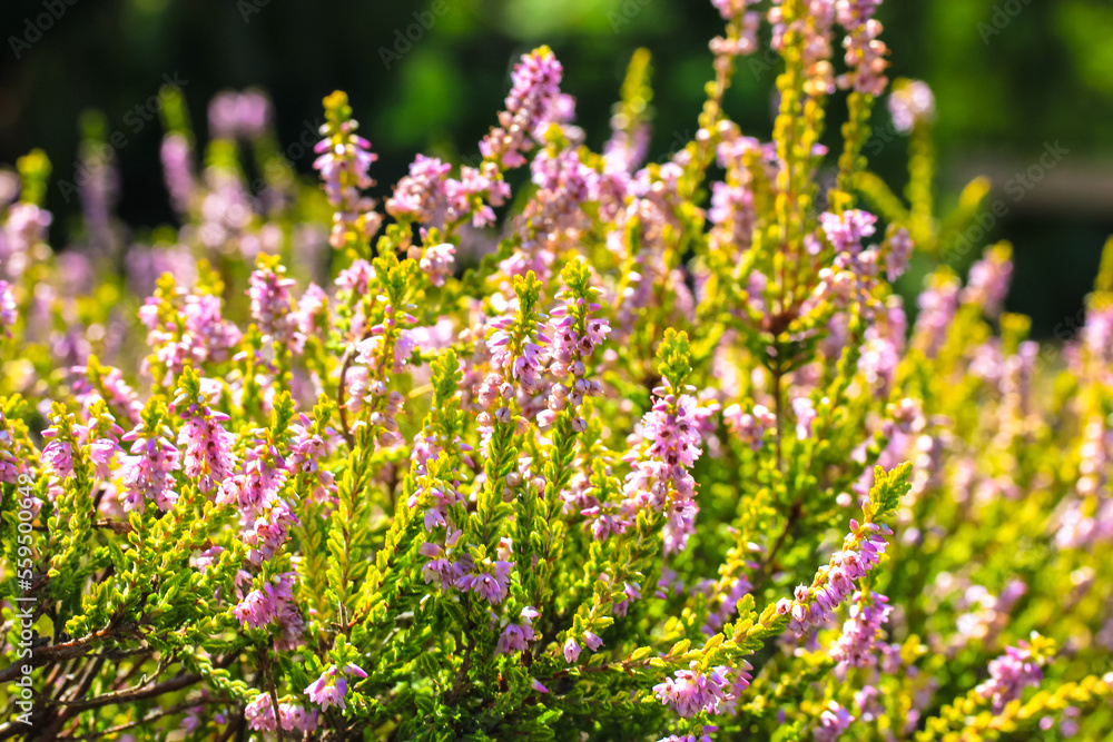 Obraz premium Beautiful blooming purple heather in wood, forest, meadow at sunny day. Small lilac flowers on long stems in botanical garden. Flowering, gardening, floriculture. Calluna vulgaris on green background.