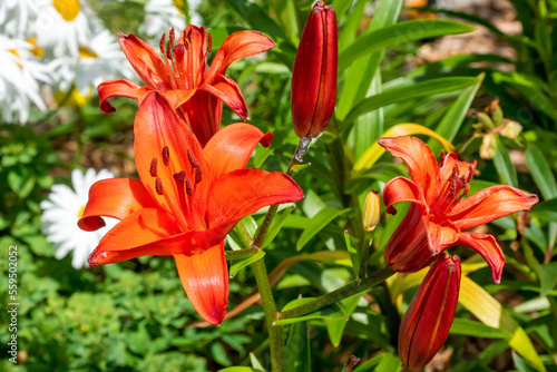 Asiatic Lily Orange Ton Growing In The Garden In Summer