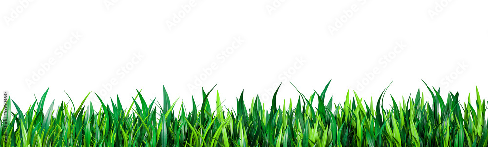 Green grass. Green grass isolated on white. fresh green grass large panorama banner as frame border. Perfect juicy grass wide long banner Green grass. Green grass isolated on white. fresh green grass large panorama banner as frame border. Perfect juicy grass wide long banner