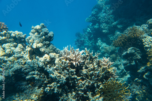 Fototapeta Naklejka Na Ścianę i Meble -  Korallen im Roten Meer