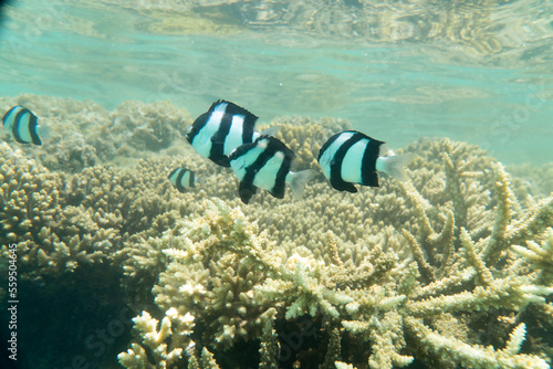 Korallen und im Roten Meer