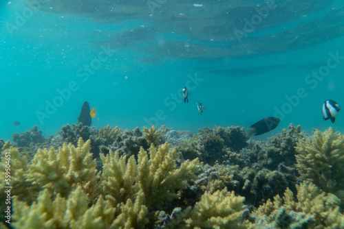 Korallen und im Roten Meer