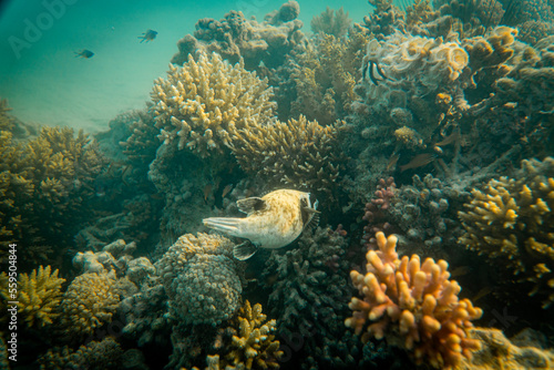 Korallen und im Roten Meer