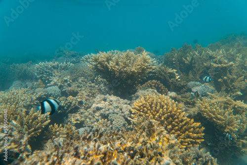 Korallen und im Roten Meer