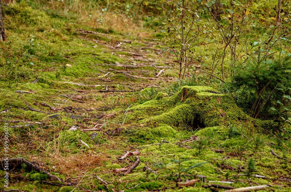 green moss on the ground green moss on the ground
