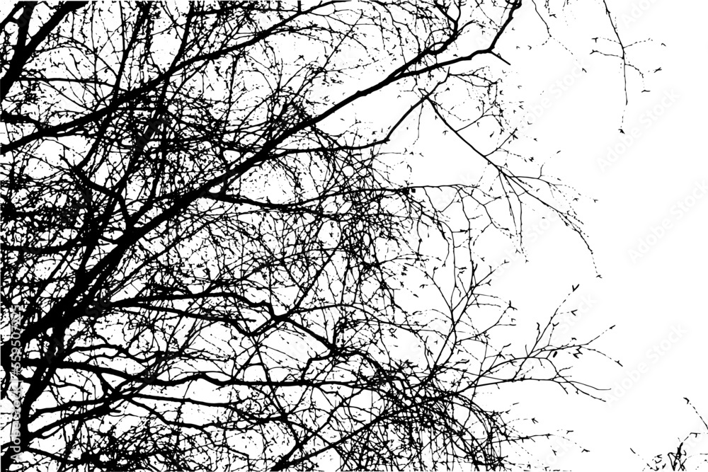 Obraz premium Tree branch silhouette on transparent background