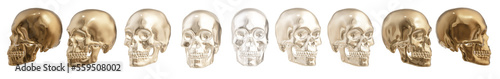 head, human skeleton