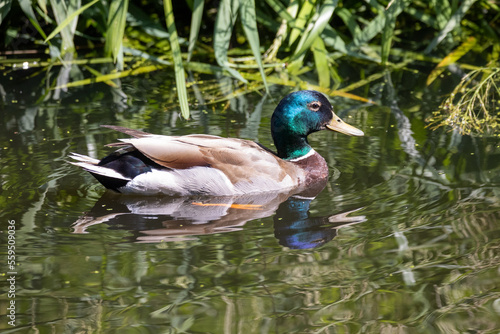 Male mallard duck in the water. Large image. Reflection.