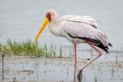 Yellow-billed stork foraging in natural habitat photo