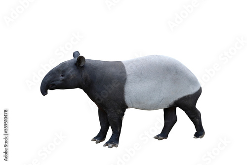 Side view of tapir isolated on transparent background png file photo