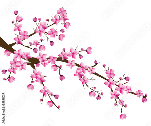 nature spring plant cherry blossom