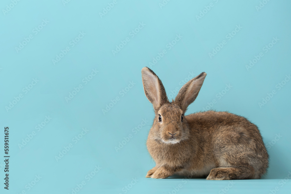 Front view of brown cute baby rabbits on blue background , Little cute rabbits sitting with Lovely action on blue Front view of brown cute baby rabbits on blue background , Little cute rabbits sitting with Lovely action on blue