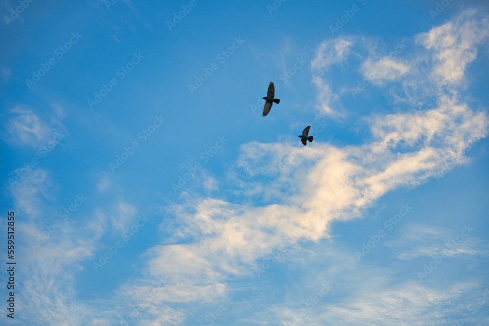 青空に飛ぶ鳩のつがい 青空に飛ぶ鳩のつがい